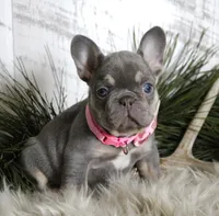 Crystal, a female French Bulldog for sale in Fresno, OH – Photo 7 of 10