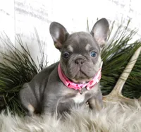 Crystal, a female French Bulldog for sale in Fresno, OH – Photo 3 of 10