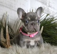 Crystal, a female French Bulldog for sale in Fresno, OH – Photo 4 of 10