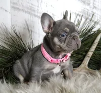 Crystal, a female French Bulldog for sale in Fresno, OH – Photo 5 of 10