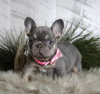 Crystal, a female French Bulldog for sale in Fresno, OH – Photo 8 of 10