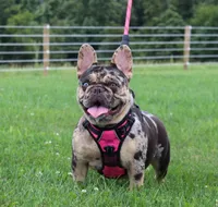 Bonnie, a female French Bulldog for sale in Fresno, OH – 6 of 6