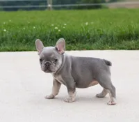 Lilly, a female French Bulldog for sale in Fresno, OH – 4 of 6