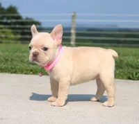 Buttercup (SOLD), a female French Bulldog for sale in Fresno, OH – 4 of 8