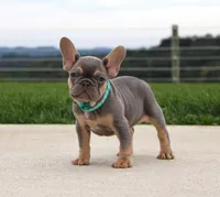 Tansy, a female French Bulldog for sale in Fresno, OH – 2 of 6
