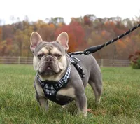 Bonnie, a female French Bulldog for sale in Fresno, OH – 5 of 6
