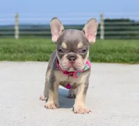 Chanelle, a female French Bulldog for sale in Fresno, OH – 4 of 8