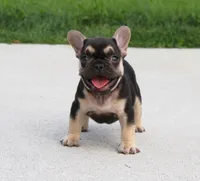 Mocha, a female French Bulldog for sale in Fresno, OH – 2 of 6