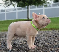 Mack, a male French Bulldog for sale in Fresno, OH – 2 of 6