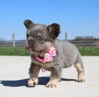 Miss Tiny, a female French Bulldog for sale in Fresno, OH – 4 of 6