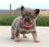 Miss Tiny, a female French Bulldog for sale in Fresno, OH – Photo 4 of 7