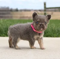 Miss Tiny, a female French Bulldog for sale in Fresno, OH – Photo 3 of 7