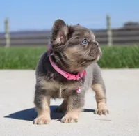 Miss Tiny, a female French Bulldog for sale in Fresno, OH – 2 of 6