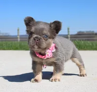 Miss Tiny, a female French Bulldog for sale in Fresno, OH – 3 of 6