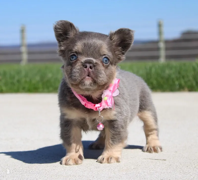 Miss Tiny – French Bulldog puppy for sale in Fresno, OH