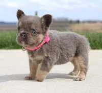 Miss Tiny, a female French Bulldog for sale in Fresno, OH – Photo 5 of 7