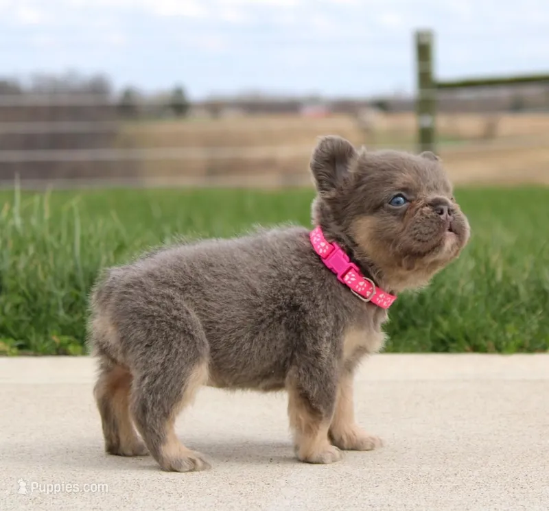 Miss Tiny – French Bulldog puppy for sale in Fresno, OH