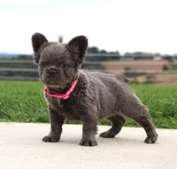 Bella, a female French Bulldog for sale in Fresno, OH – 2 of 6