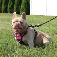 Ariel, a female French Bulldog for sale in Fresno, OH – 4 of 4