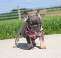 Stella, a female French Bulldog for sale in Fresno, OH – 3 of 6