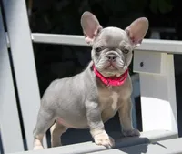 Lilly (SOLD), a female French Bulldog for sale in Fresno, OH – 3 of 9