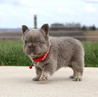 Winston, a male French Bulldog for sale in Fresno, OH – Photo 3 of 9