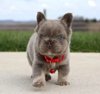 Winston, a male French Bulldog for sale in Fresno, OH – Photo 4 of 9