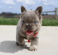 Winston, a male French Bulldog for sale in Fresno, OH – Photo 6 of 9