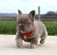 Winston, a male French Bulldog for sale in Fresno, OH – Photo 5 of 9