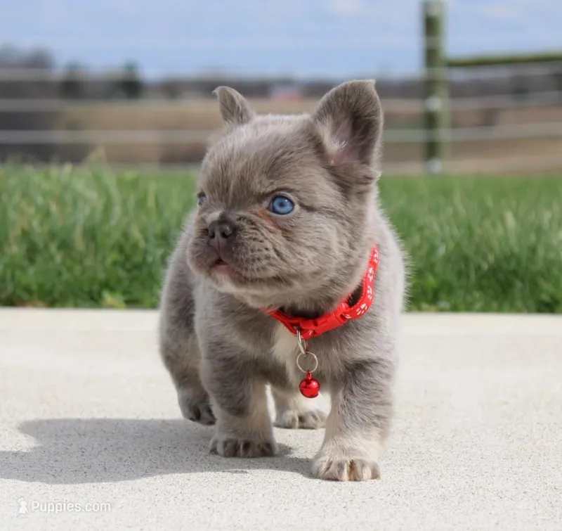 Winston – French Bulldog puppy for sale in Fresno, OH