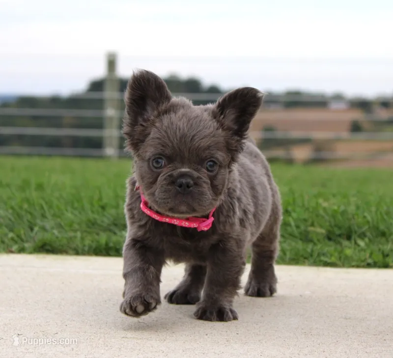 Bella – French Bulldog puppy for sale in Fresno, OH