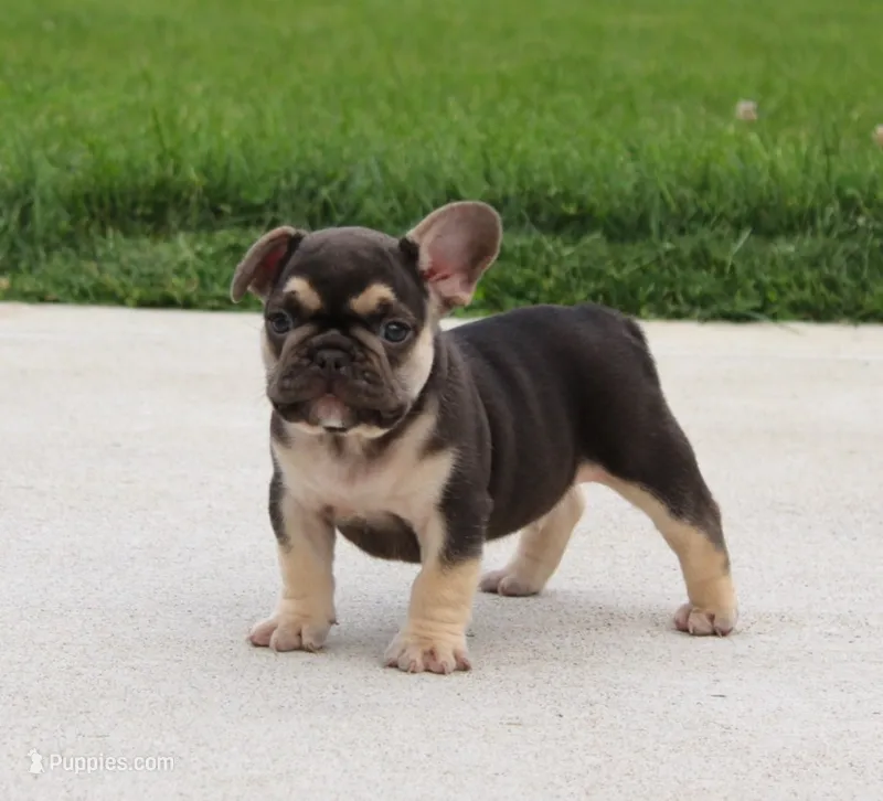 Winston – French Bulldog puppy for sale in Fresno, OH