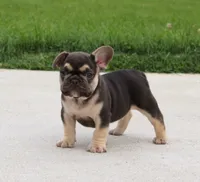 Winston, a male French Bulldog for sale in Fresno, OH – 1 of 5