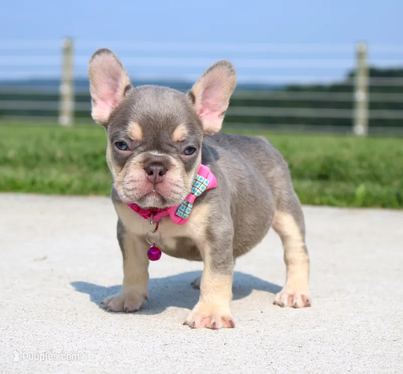 Chanelle – French Bulldog puppy for sale in Fresno, OH