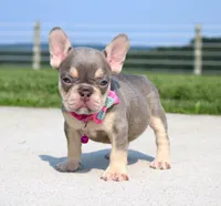 Chanelle, a female French Bulldog for sale in Fresno, OH – 1 of 8