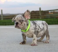 Arnold, a male French Bulldog for sale in Fresno, OH – 5 of 7