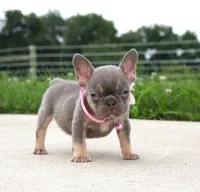 Porcha, a female French Bulldog for sale in Fresno, OH – 2 of 7