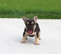 Mocha, a female French Bulldog for sale in Fresno, OH – 4 of 6