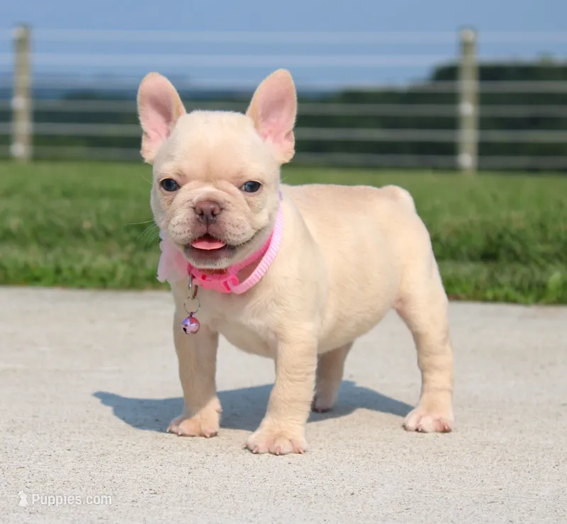 Buttercup (SOLD) – French Bulldog puppy on hold in Fresno, OH