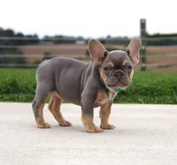 Tansy, a female French Bulldog for sale in Fresno, OH – 3 of 6