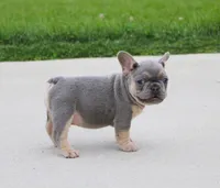 Bentley, a male French Bulldog for sale in Fresno, OH – 3 of 5