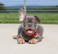 Stitch, a male French Bulldog for sale in Fresno, OH – 2 of 7
