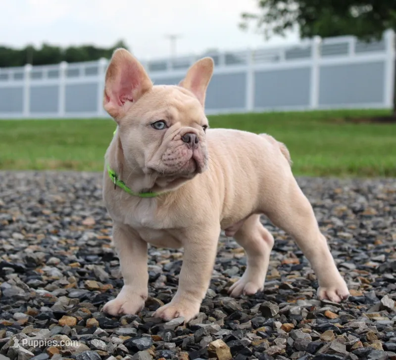 Mack – French Bulldog puppy for sale in Fresno, OH