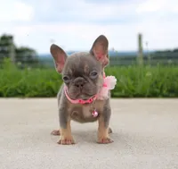 Porcha, a female French Bulldog for sale in Fresno, OH – 4 of 7