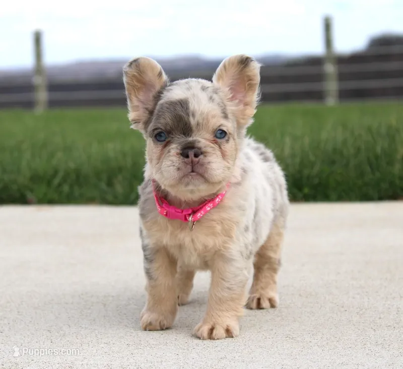 Ariel – French Bulldog puppy for sale in Fresno, OH
