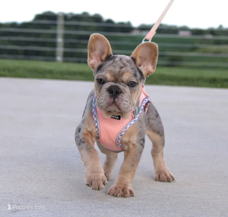 Minty – French Bulldog puppy for sale in Fresno, OH
