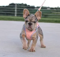 Minty, a female French Bulldog for sale in Fresno, OH – 1 of 5