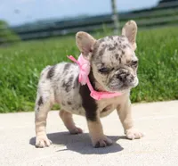 Bonnie, a female French Bulldog for sale in Fresno, OH – 3 of 6