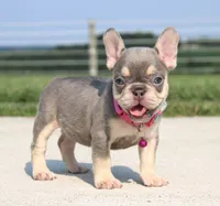 Chanelle, a female French Bulldog for sale in Fresno, OH – 5 of 8