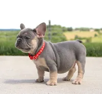 Bentley (SOLD), a male French Bulldog for sale in Fresno, OH – 4 of 7